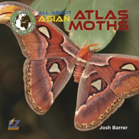 All_About_Asian_Atlas_Moths