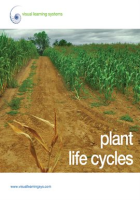 Plant_Life_Cycles_-_Spanish