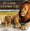 A_lion_grows_up