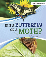 Is_it_a_butterfly_or_a_moth_