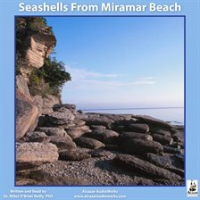Seashells_from_Miramar_Beach