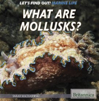 What_Are_Mollusks_