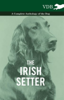 The_Irish_Setter